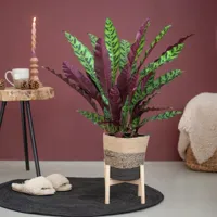 Calathea Lancifolia Insigne - Schaduwplant - P17 - thumbnail