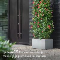 Elho vivo next plantenbak met wielen 60cm living concrete - thumbnail