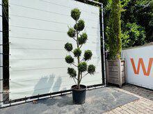 Cupressocyparis Leylandii - Pon Pon