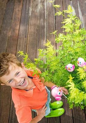 Japanse esdoorn (Acer palmatum "Going Green") heester Japanse esdoorn (Acer palmatum "Going Green") heester