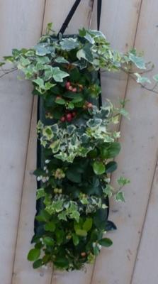 Hangzak groenblijvend Warentuin Natuurlijk - Warentuin natuurlijk