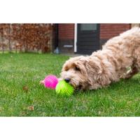 Dog Comets Exoplanet Orange S - thumbnail