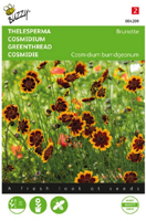 Zaden cosmidium thelesperma brunette 0.5 gram Buzzy - Buzzy - thumbnail