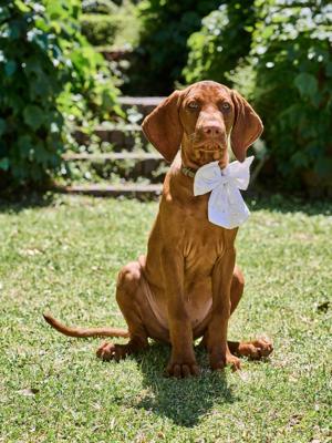 Katoenen strik met dierenborduurwerk beige