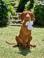 Katoenen strik met dierenborduurwerk beige - thumbnail