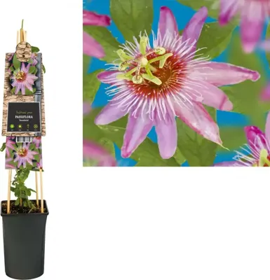 Klimplant Passiebloem - Passiflora Anastasia