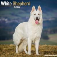 White Shepherd Calendar 2026 Square Dog Breed Wall Calendar - 16 Month - thumbnail