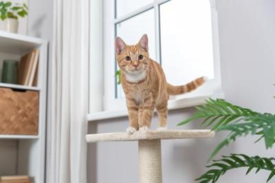 TRIXIE KRABPAAL BAENA BEIGE 69 CM