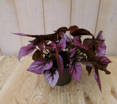 Bladbegonia rood Viridi kamerplant Warentuin Natuurlijk - Warentuin natuurlijk