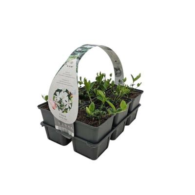 Vinca minor 'Alba' - Kleine maagdenpalm