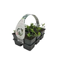 Vinca minor 'Alba' - Kleine maagdenpalm - thumbnail