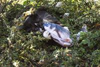 Robocat Zalm - thumbnail