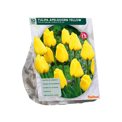Tulp
