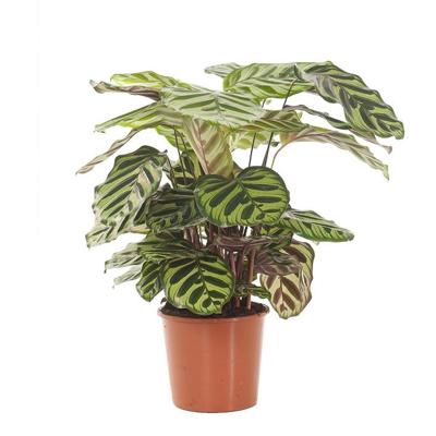 Calathea Makoyana (Schaduwplant) P 17 cm