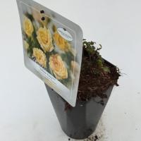 Struikroos Rosa Yellow Arie Bouman - Arie bouman - thumbnail