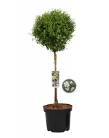 Liguster - thumbnail