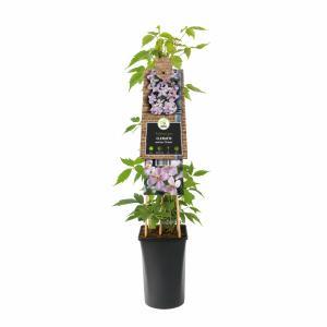 Clematis montana 'Rubens' - bosrank