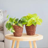 Gouden Duo - P12 - thumbnail