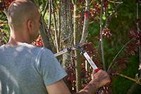 Felco Takkenschaar | lengte 500 mm | snijvermogen 35 mm | gewicht 800 g | 1 stuk - Felco 211-50 Felco 211-50 - thumbnail