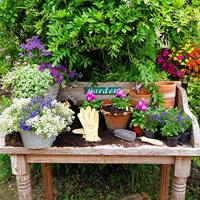 De Wit Plantschepje - thumbnail