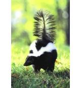 Animal Essences Skunk (stinkdier) 30 Milliliter