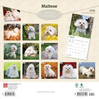 Maltezer Kalender 2026 - thumbnail