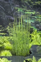 Waterplant Equisetum japonica - thumbnail
