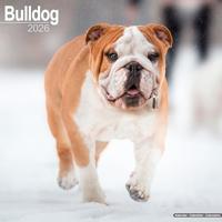 Bulldog Calendar 2026 Square Dog Breed Wall Calendar - 16 Month - thumbnail
