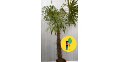 Winterharde Palmboom stamhoogte 100 cm en hoogte 225 cm Trachycarpus Warentuin Natuurlijk - Warentuin natuurlijk