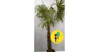 Winterharde Palmboom stamhoogte 100 cm en hoogte 225 cm Trachycarpus Warentuin Natuurlijk - Warentuin natuurlijk - thumbnail