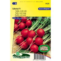 Radijs zaden Celesta F1 - thumbnail