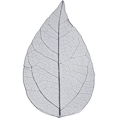 Creativ Company Skeleton leaves , l: 6-8 cm, blauw, 20 stuk/ 1 doos Creativ Company Skeleton leaves , l: 6-8 cm, blauw, 20 stuk/ 1 doos