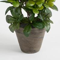 Decoratieve plant Mica Decorations 11,5 x 27 x 20 cm - thumbnail