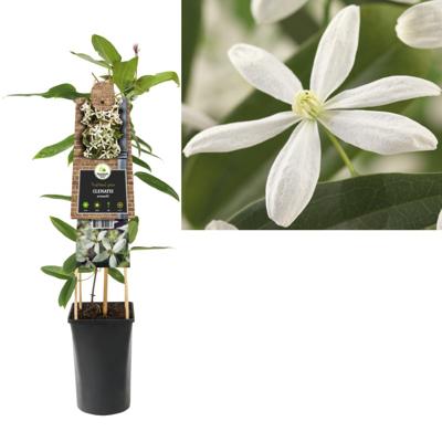 Clematis armandii - bosrank