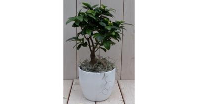 Bonsai Ficus microcarpa witte pot 30 cm Warentuin Natuurlijk - Warentuin natuurlijk