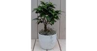 Bonsai Ficus microcarpa witte pot 30 cm Warentuin Natuurlijk - Warentuin natuurlijk - thumbnail