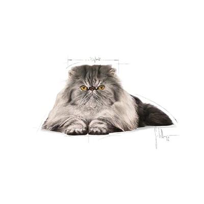 ROYAL CANIN Persian Adult - droog kattenvoer - 400g