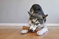 Nylabone kauwbot puppy chew bone souper Gebr. de Boon - Gebr de boon - thumbnail
