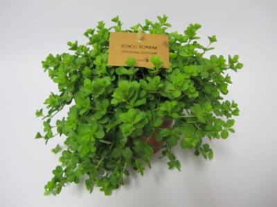 2 stuks! Peperomia deppeane Viridi Warentuin Natuurlijk - Warentuin natuurlijk 2 stuks! Peperomia deppeane Viridi Warentuin Natuurlijk - Warentuin natuurlijk