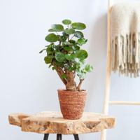 Polyscias Fabian - Aralia - P12 - thumbnail