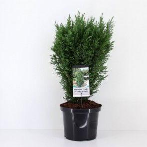 Chamaecyparis law little spire 55 cm Conifeer Californische cipres Warentuin Natuurlijk - Warentuin natuurlijk