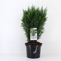 Chamaecyparis law little spire 55 cm Conifeer Californische cipres Warentuin Natuurlijk - Warentuin natuurlijk - thumbnail