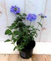 3 stuks! Perkplant Verbena Paars eenjarig Warentuin Natuurlijk - Warentuin natuurlijk - thumbnail