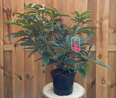 Rhododendron Wilgens Ruby groenblijvende heester rododendron met roze bloemen ca. 60-70cm incl. pot Warentuin Natuurlijk - Warentuin natuurlijk