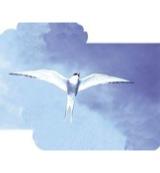 Animal Essences Arctic tern (noordse stern) 30 Milliliter