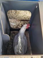 Cucciolotta Polly Run Kippenren - thumbnail