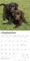 Labrador Retriever Bruin Puppies Kalender 2026 - thumbnail