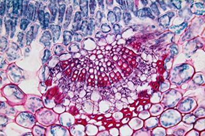 Bresser Microscoop preparaten 25 stuks : Biologie