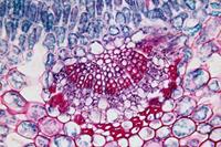 Bresser Microscoop preparaten 25 stuks : Biologie - thumbnail