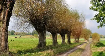 Alexsar Art Tuinschilderij bomen wei 130x70cm